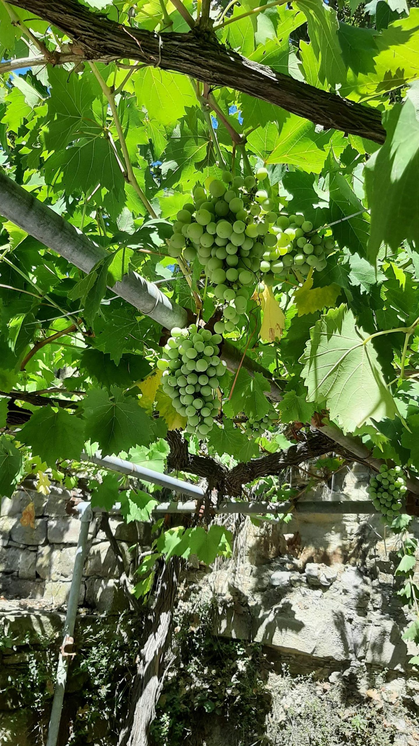 La Cuccia Del Sole Langhe Casa Vacanza Spazi Esterni 005 Scaled